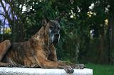 DOGUE ALLEMAND 901